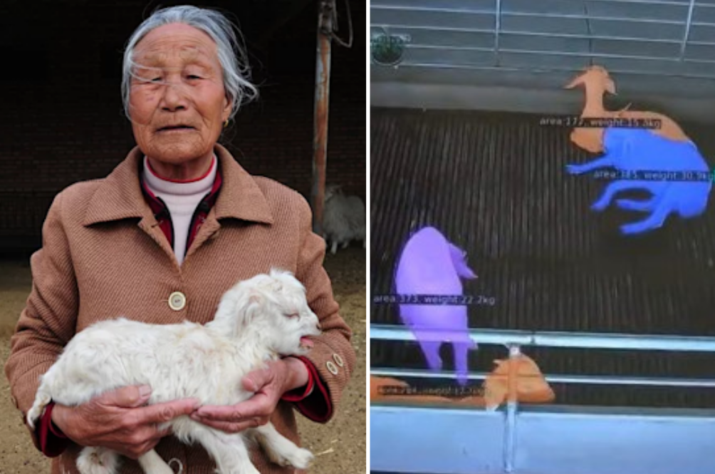 goat.png