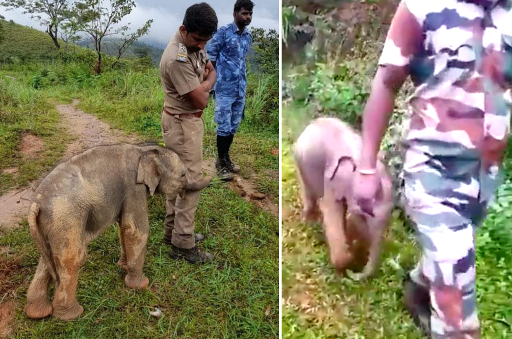 elephant_1.png