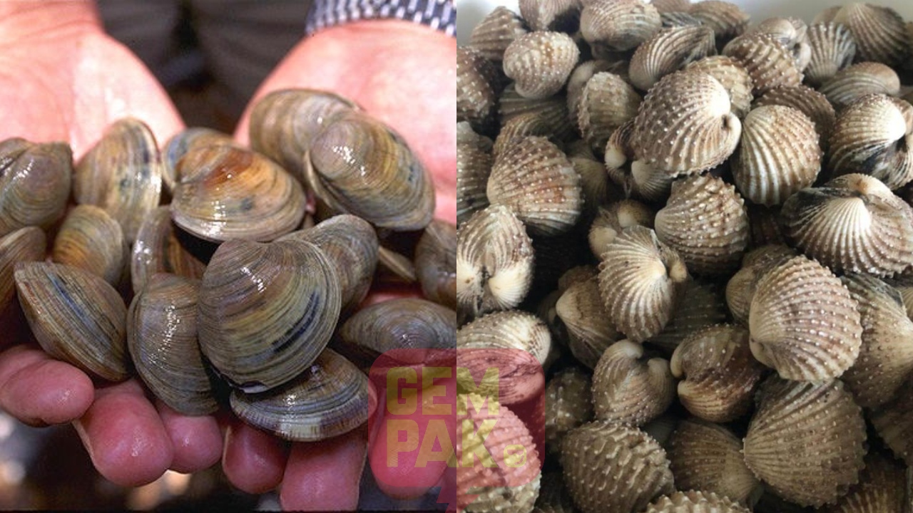 foodieslife-elak-makan-kerang-kerangan.jpg