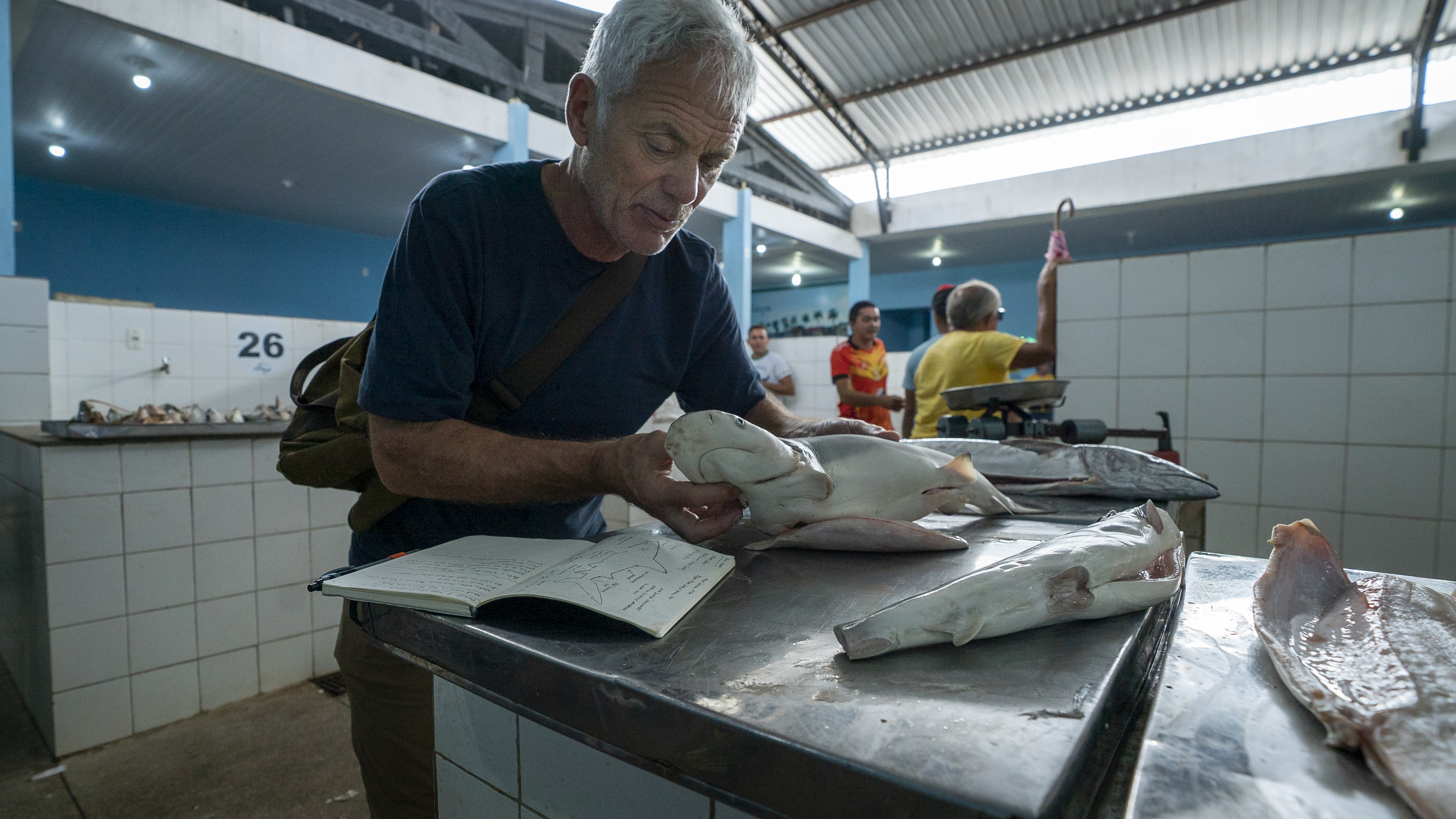 Bull Sharks are rarely found in freshwater