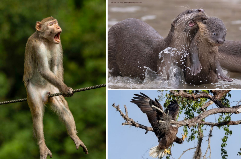 wildlife.png