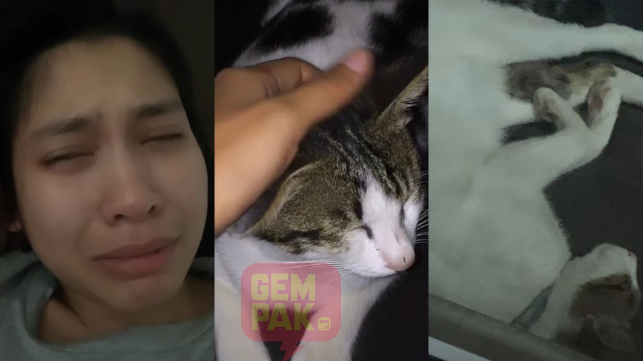 kucing-sissy-iman-ditemui-mati.jpg