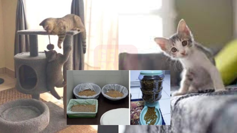 tiptinggalkucing.jpg