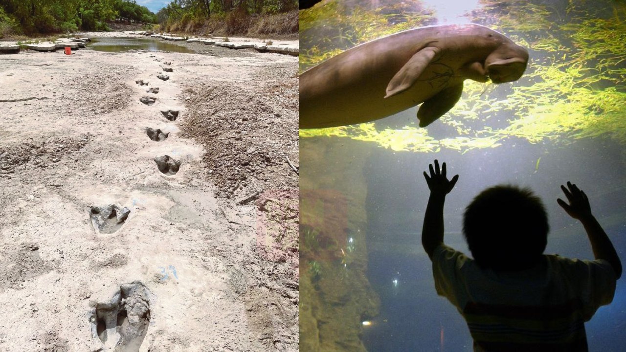 dinosaur_dugong_header.jpg