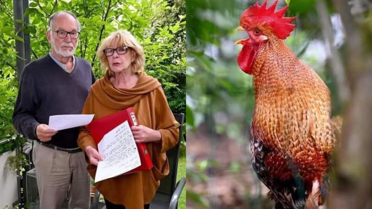 saman-ayam-jantan-jerman.jpg
