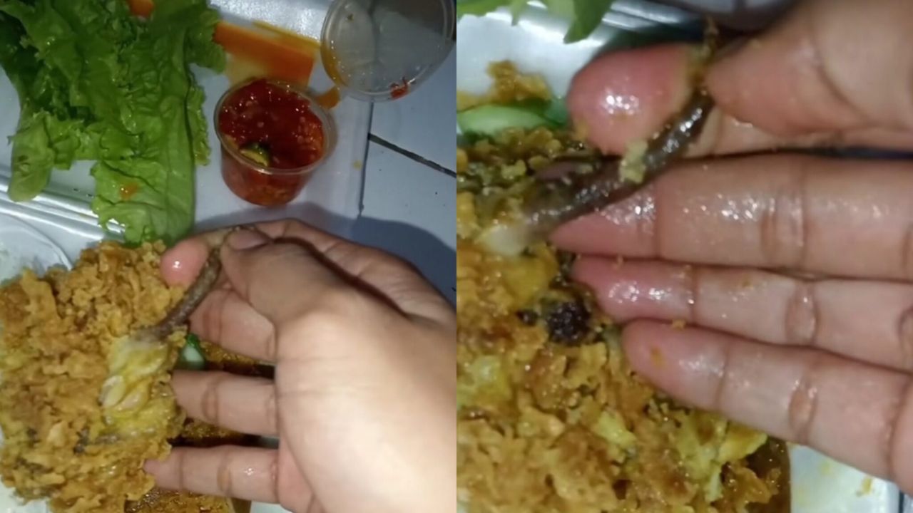 tikus-ceup-tepung.jpg