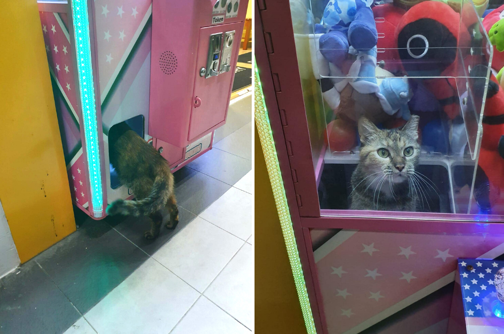 cat.png