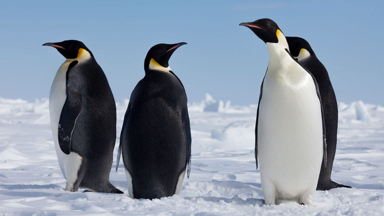 penguin-header.png