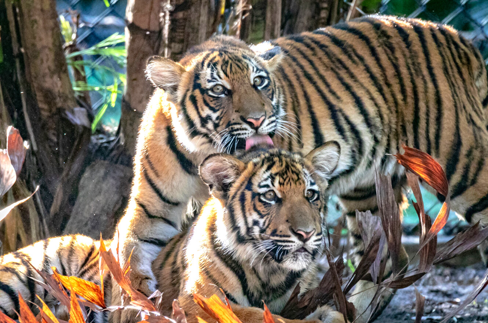 tiger.png