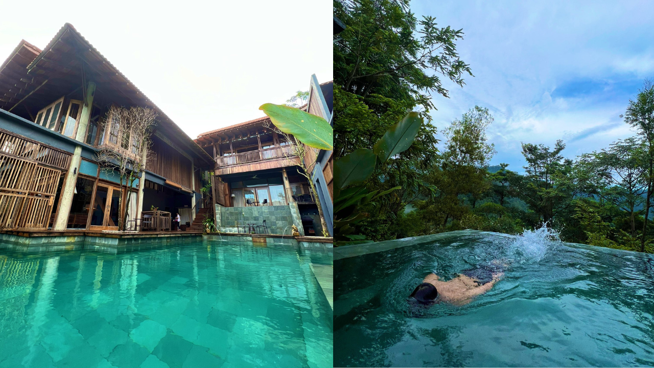 the shorea