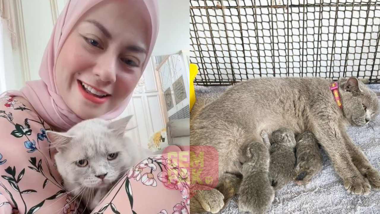 rebecca-nur-al-islam-ada-36-ekor-kucing.jpg