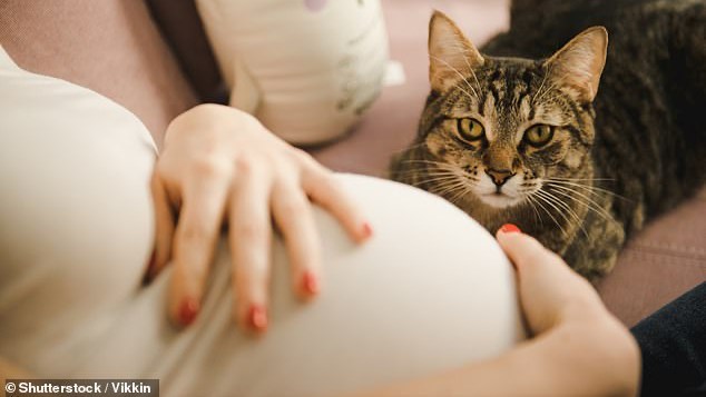 wanita-hamil-pelihara-kucing-berisiko-meroyan.jpg