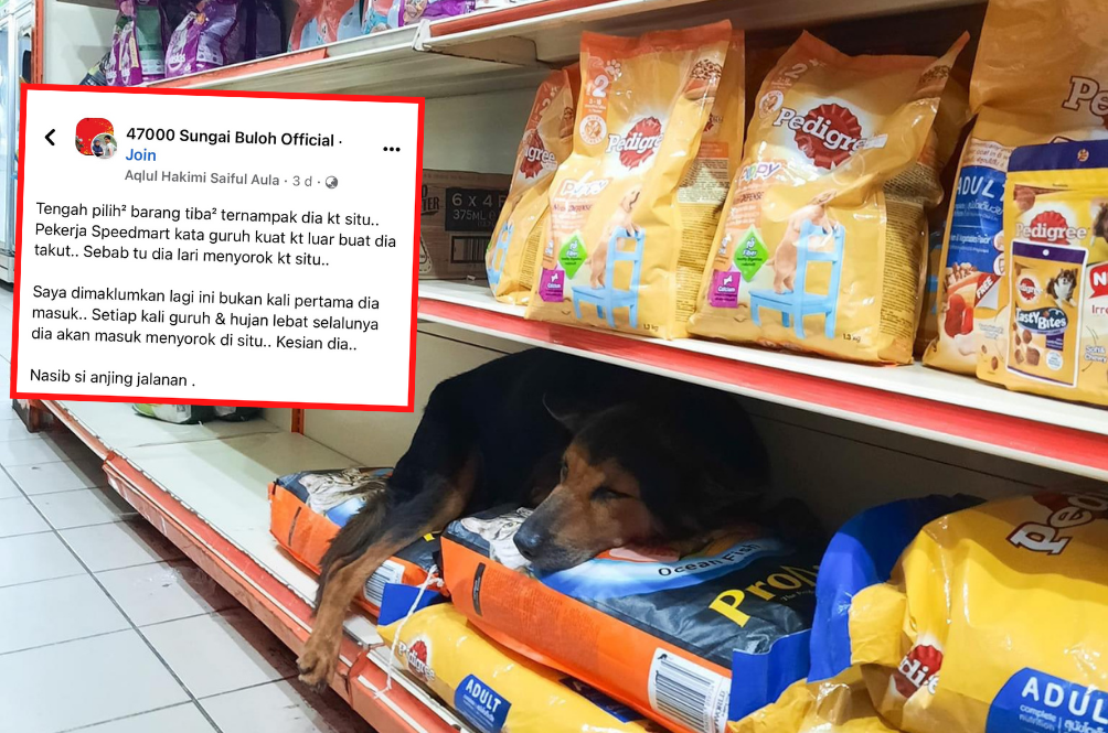 doggo_1.png
