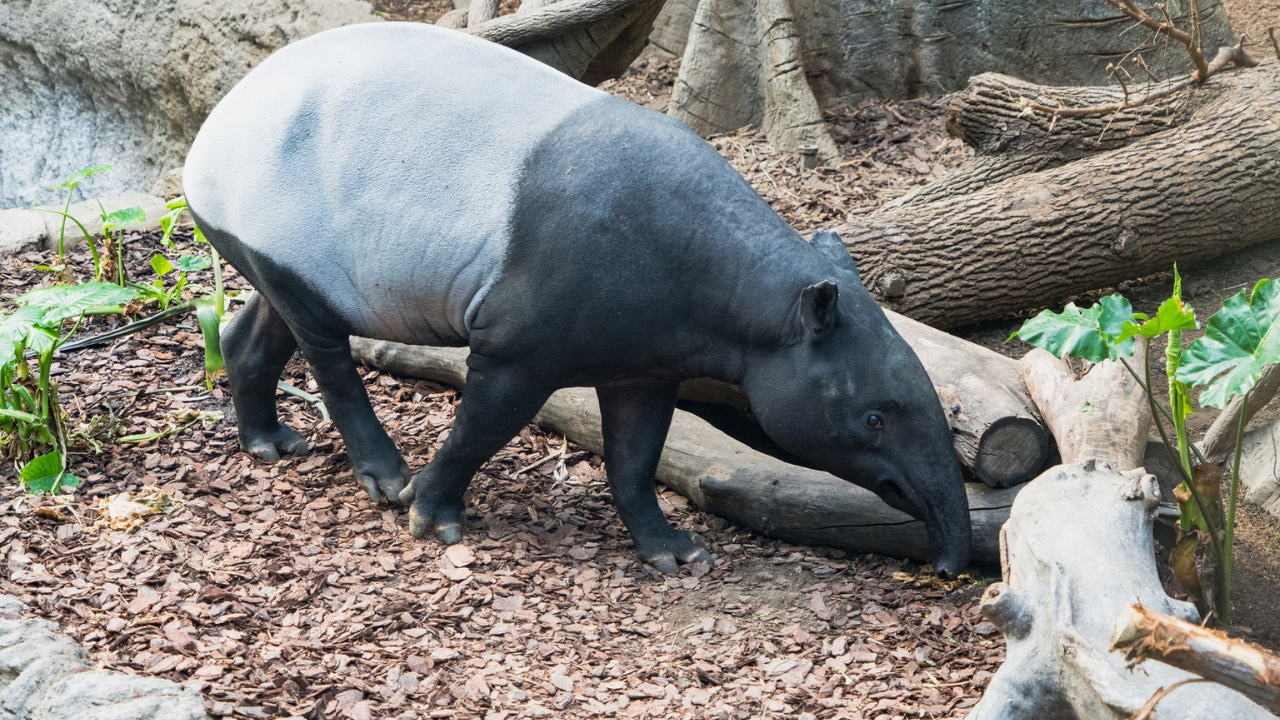 malaysian-tapir.png