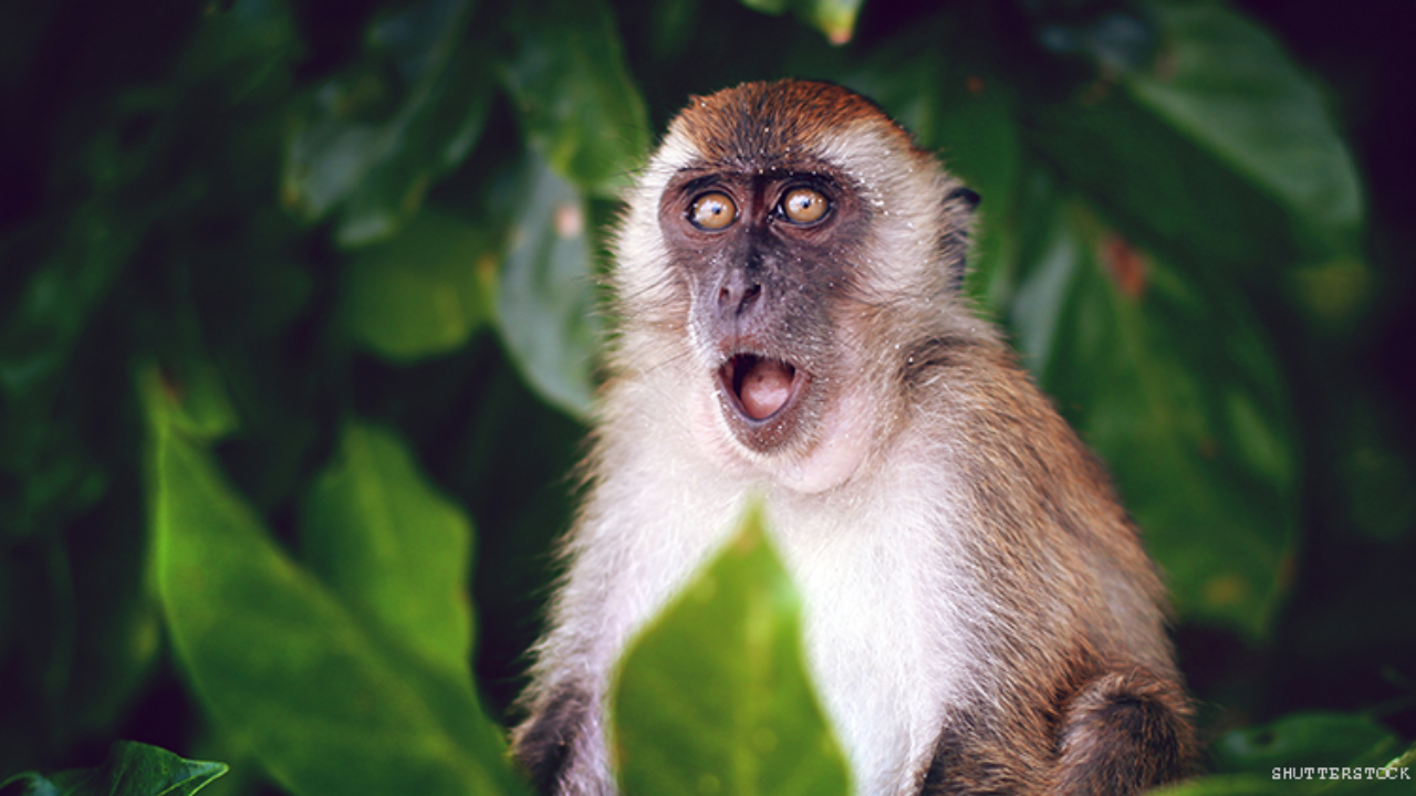 monkey-header.jpg