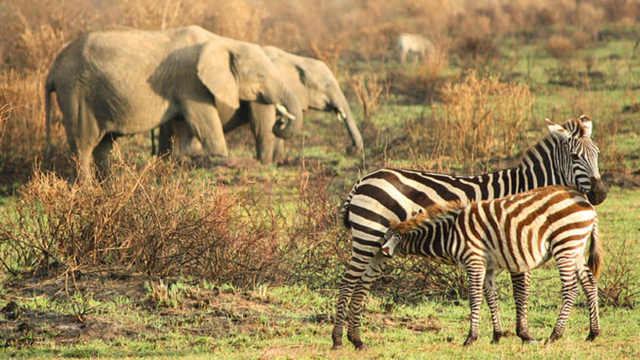 gajah_kudabelang_header.jpg