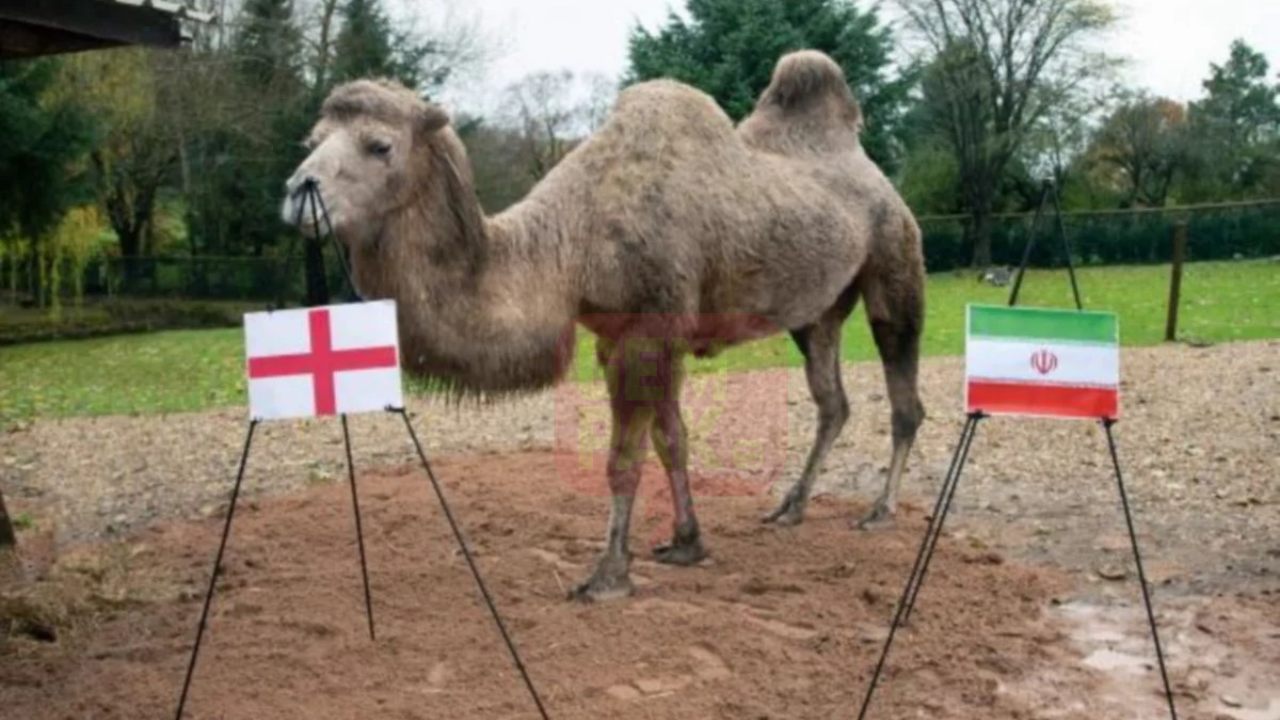 unta_england_header.jpg