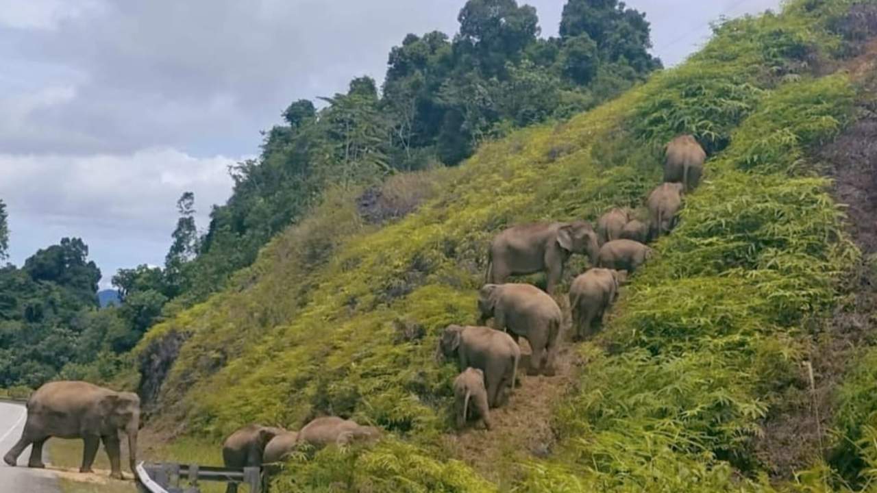 gajah-naik-bukit-bencana-alam.jpg