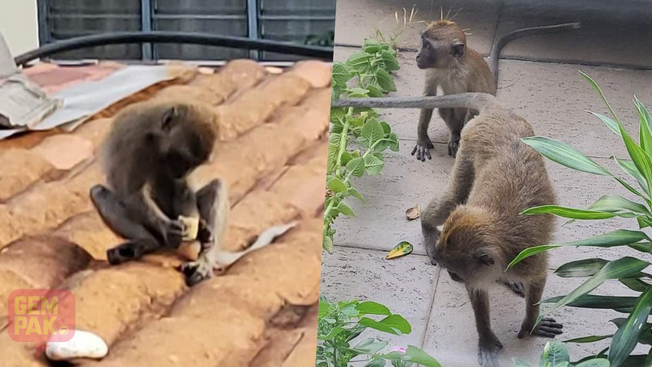 cara-mudah-halau-monyet.jpg