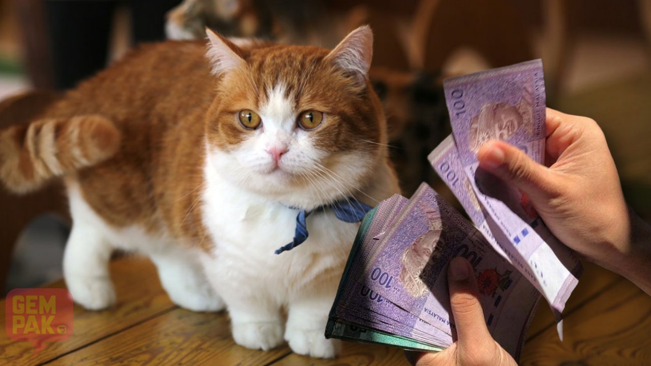 guru-rugi-puluhan-ribu-nak-beli-kucing.jpg