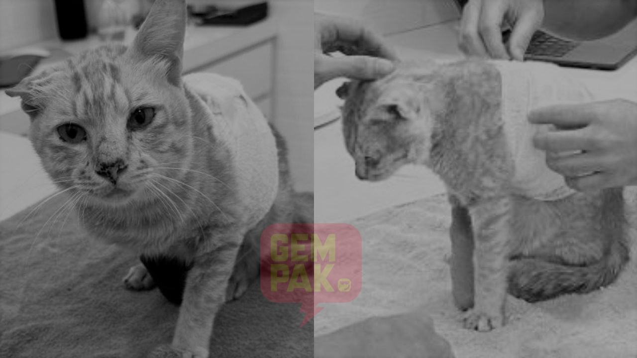 rehatlah-sayang-awak-dah-tak-sakit-lagi-ramai-sebak-oyen-elmina-sudah-tiada.jpg