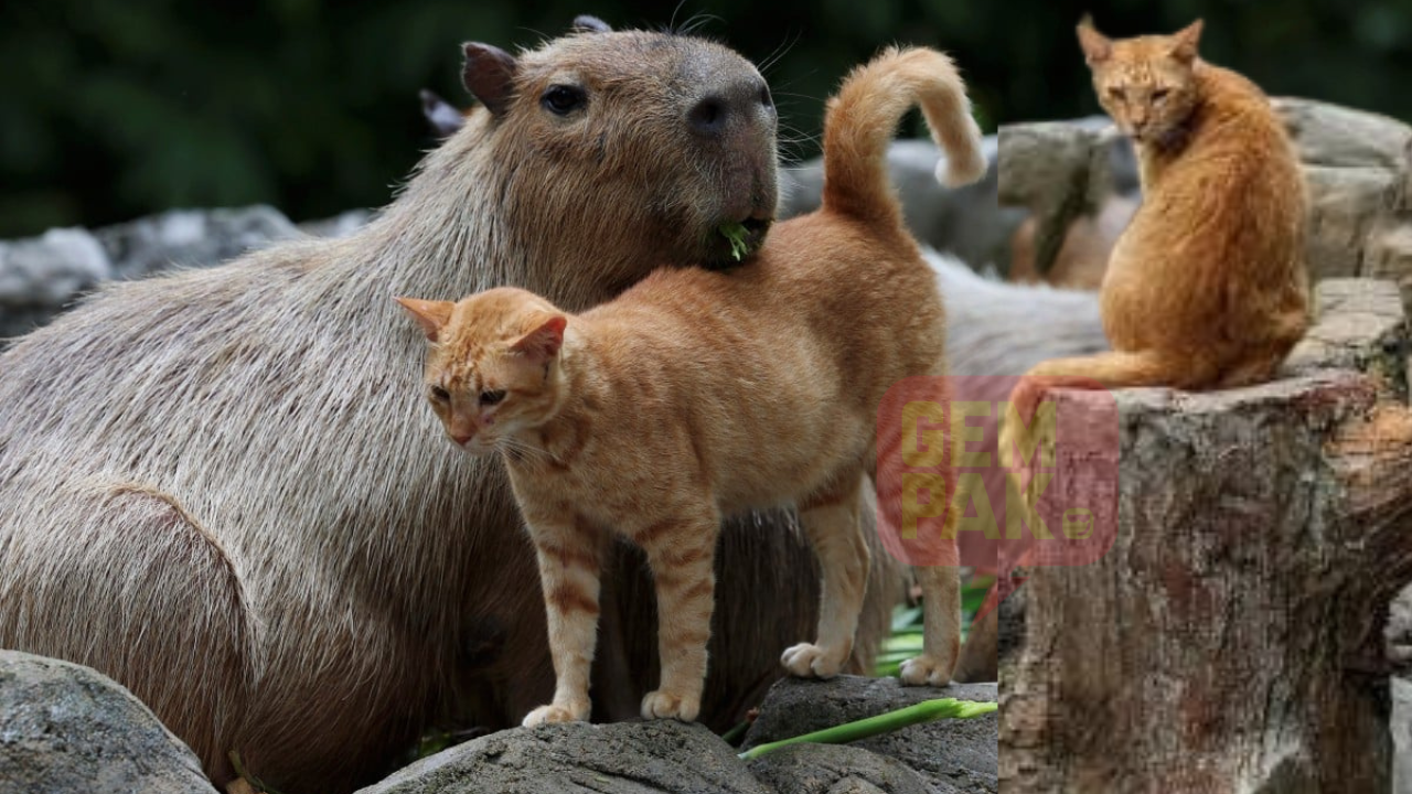 sekadar-gambar-hiasan-2023-08-10t124311-716.png