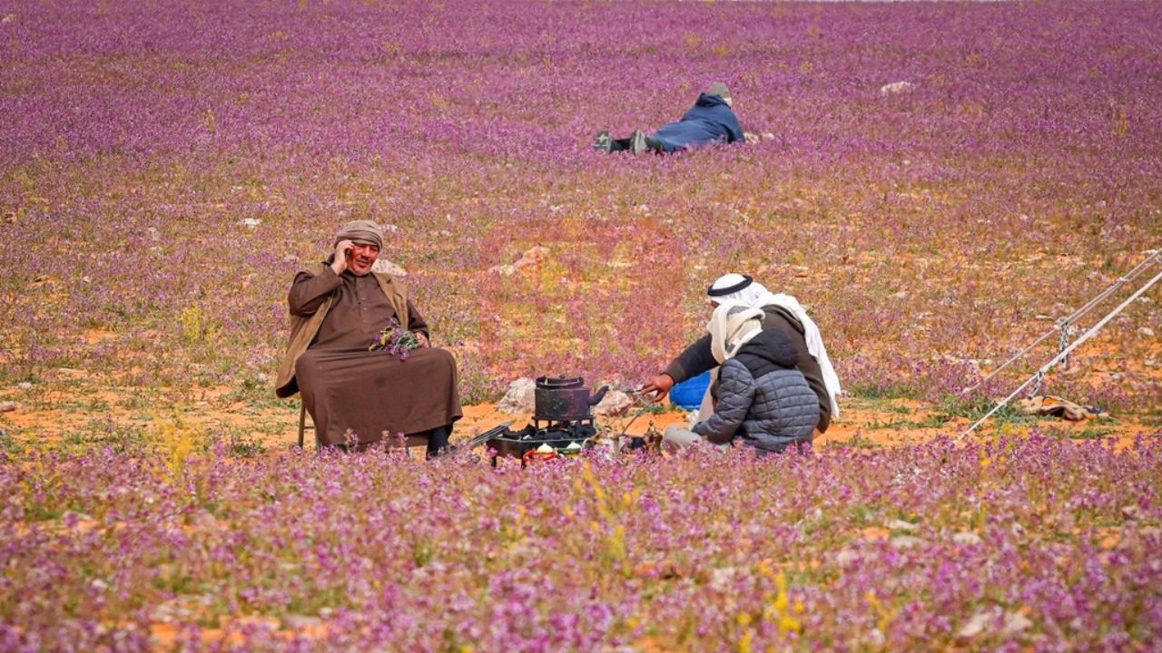 lavender_header.jpg