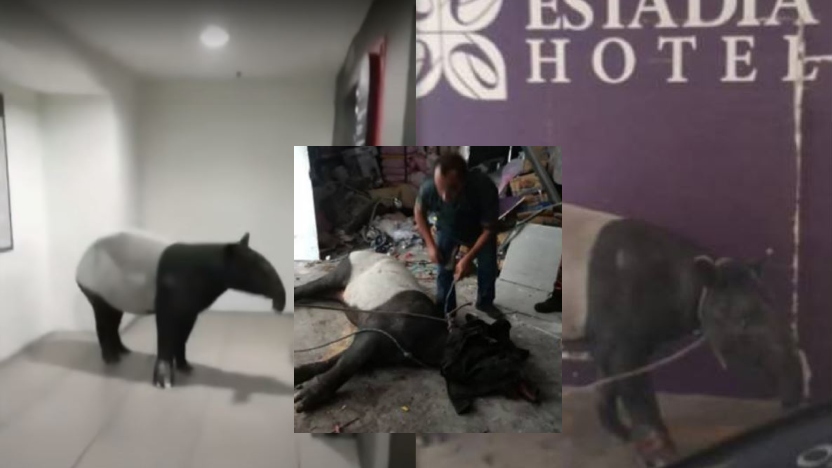 tapirmasukhotel.jpg