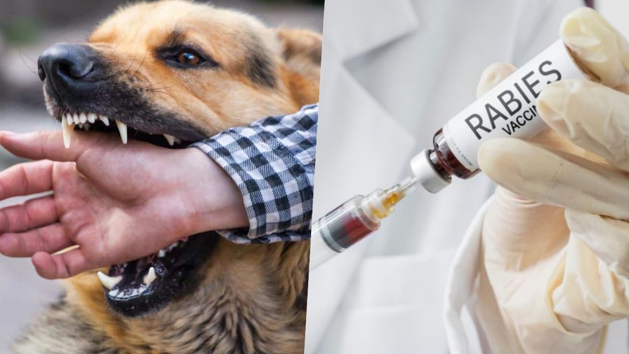 rabies.jpg