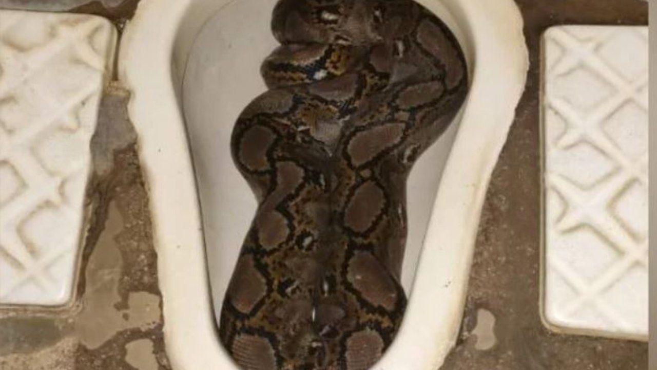 terkejut-ular-sawa-10-kg-dalam-mangkuk-tandas-cuaca-panas-penyebab-cari-tempat-sejuk-lembab.jpg