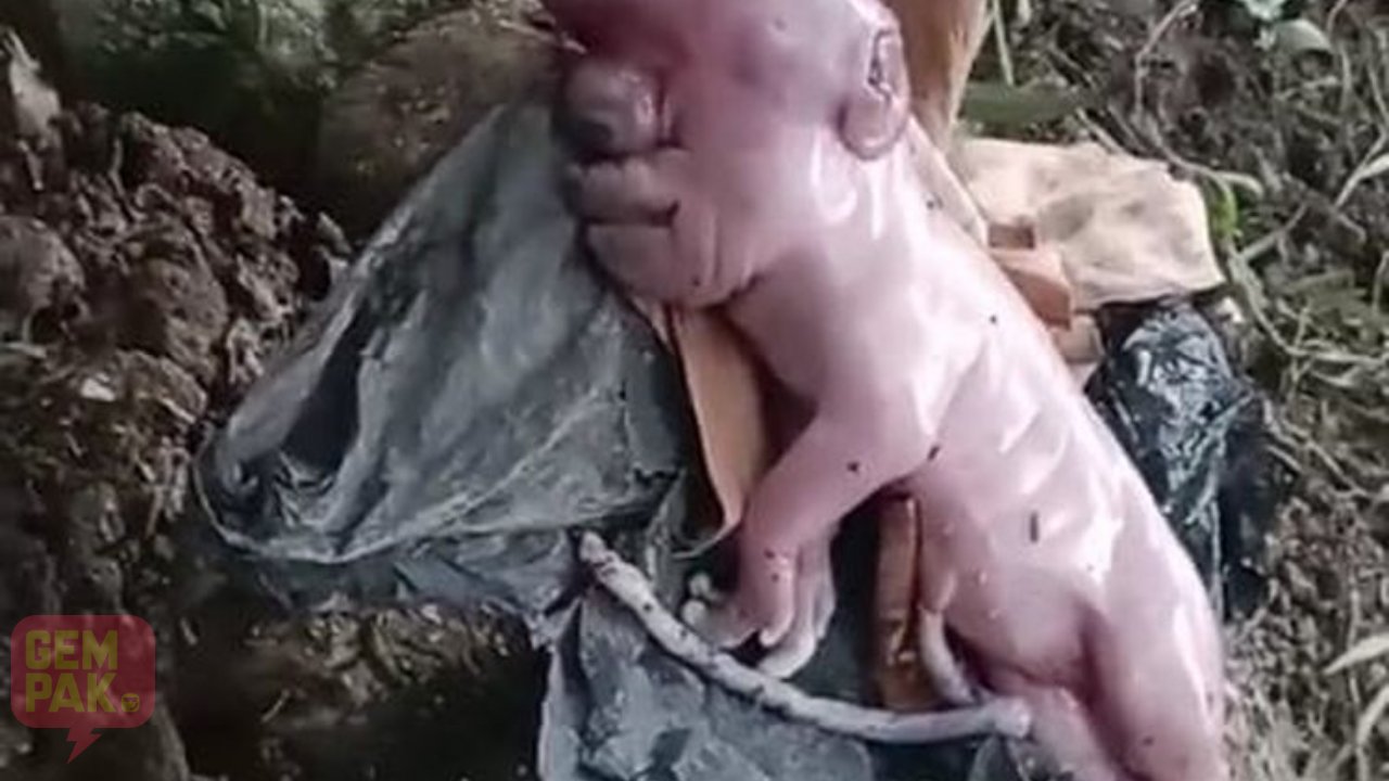 anak-babi-wajah-manusia.jpg