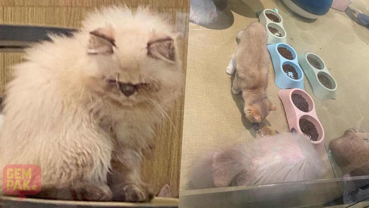 kucing-sakit.jpg