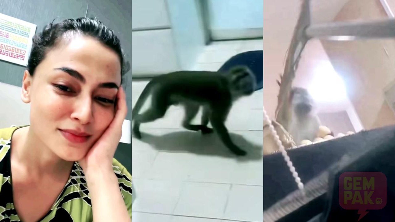 reen-rahim-menjerit-terkejut-tengah-live-tiba-tiba-monyet-masuk-dapur-sumpah-tak-kelakar.jpg