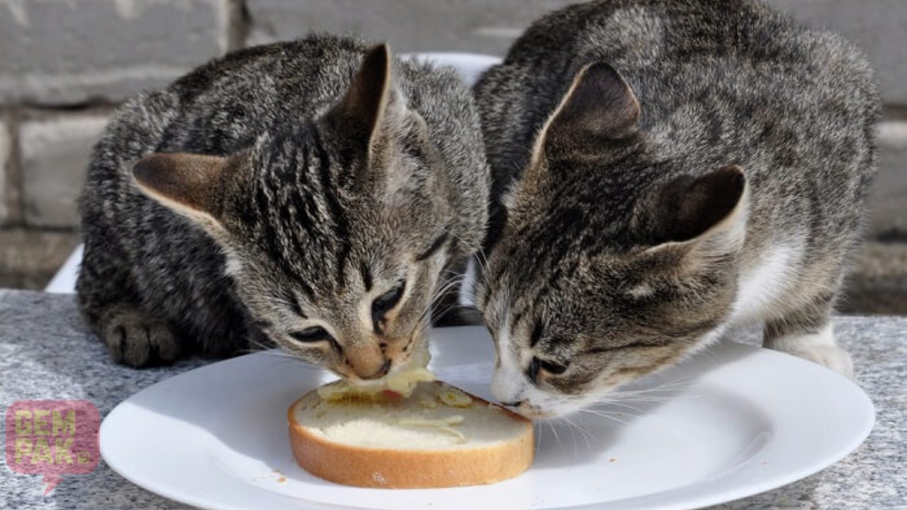 cat-eat-bread.jpg