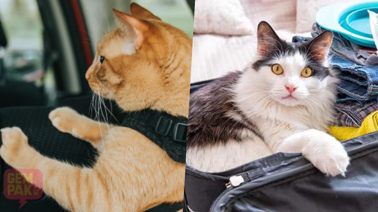 kucing-dalam-kereta.jpg