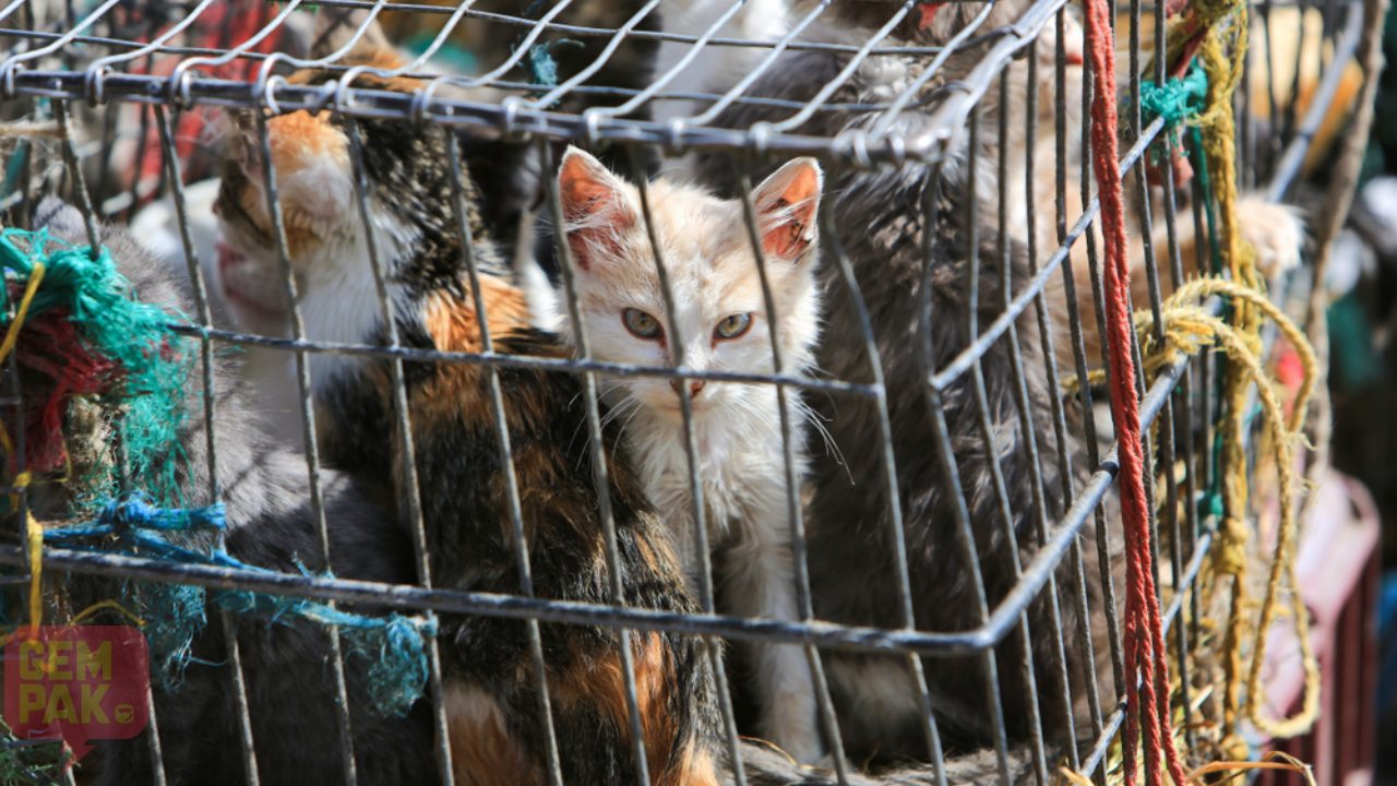 kucing-dijual.jpg