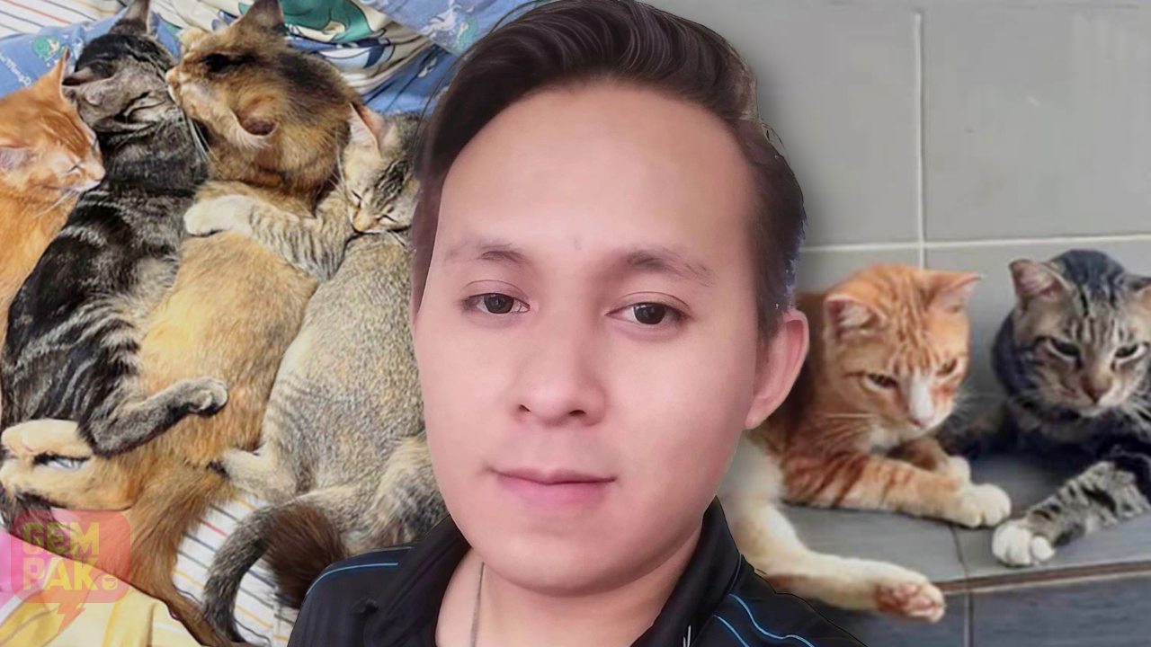 kucing-rumah.jpg