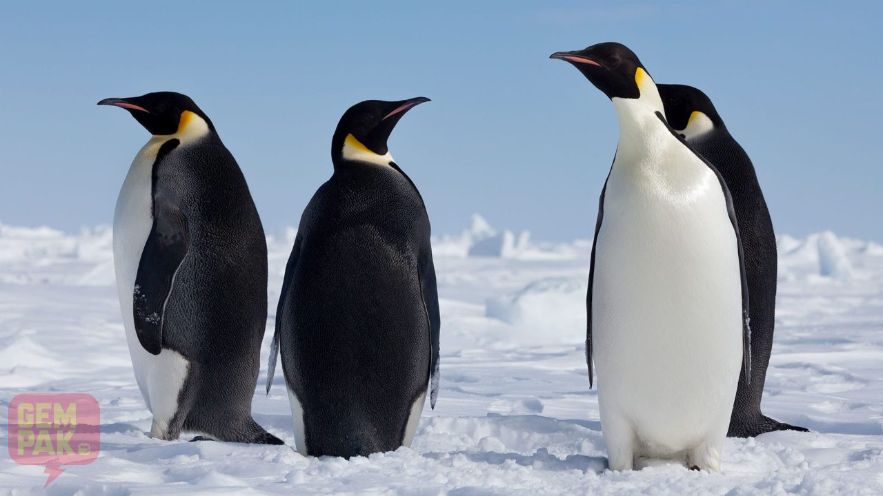 penguin-header.jpg