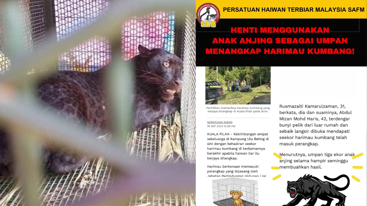 perhilitan-bait-dog.png