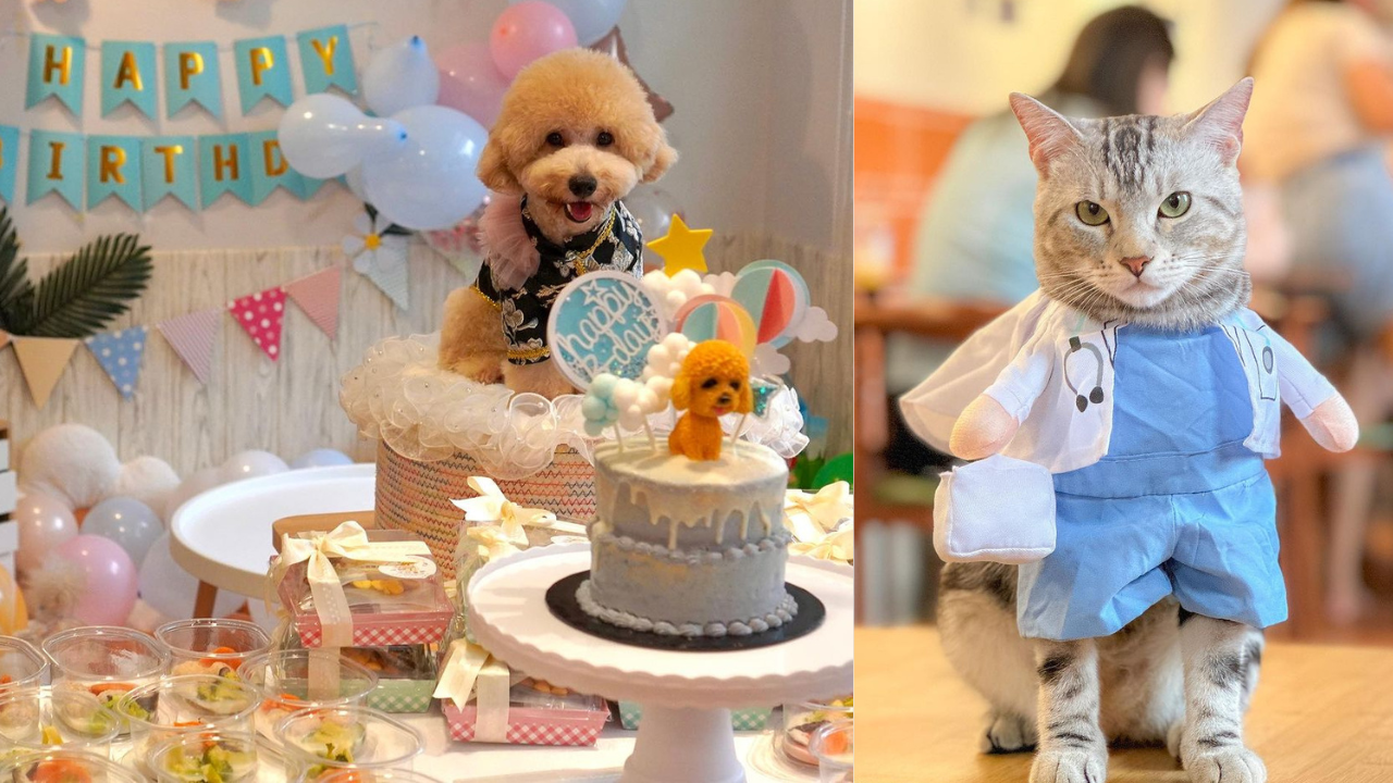 pet-cafe-penang_1.png