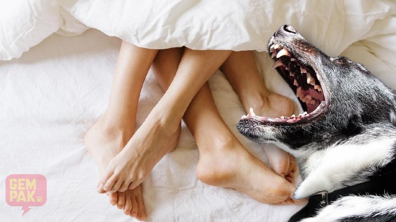 salakan-anjing.jpg