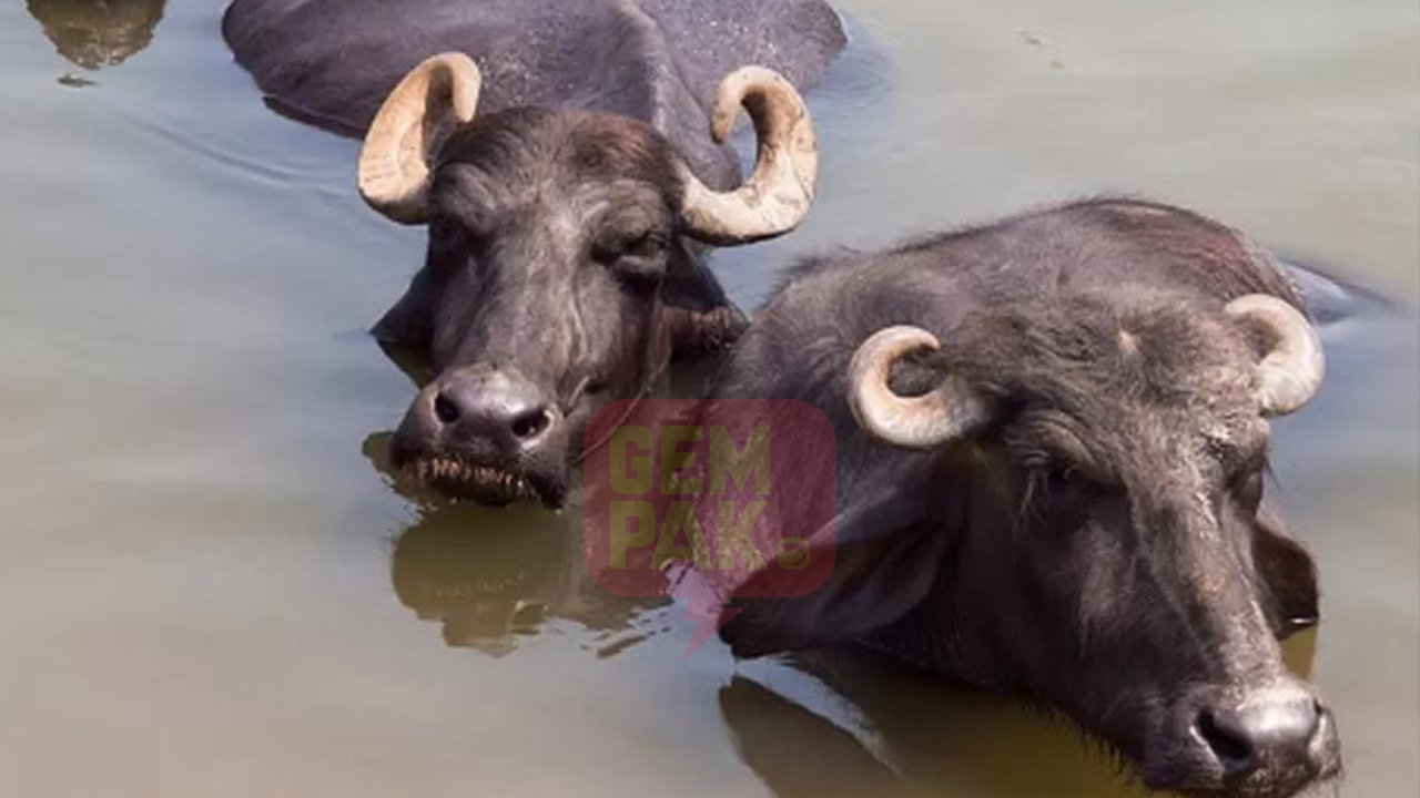 sekadar-gambar-hiasan-2023-09-15t093016-449.png
