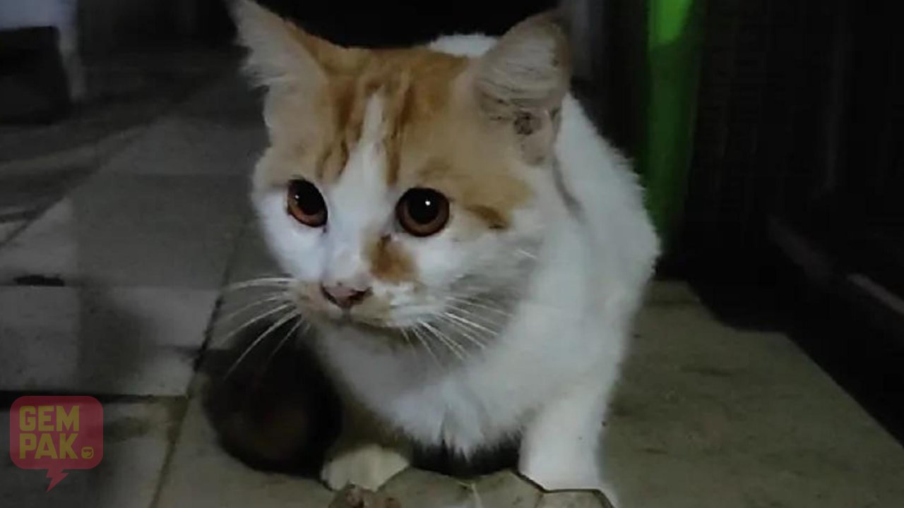 astro-gempak-bunuh-kucing-ubati-diabetes.jpg