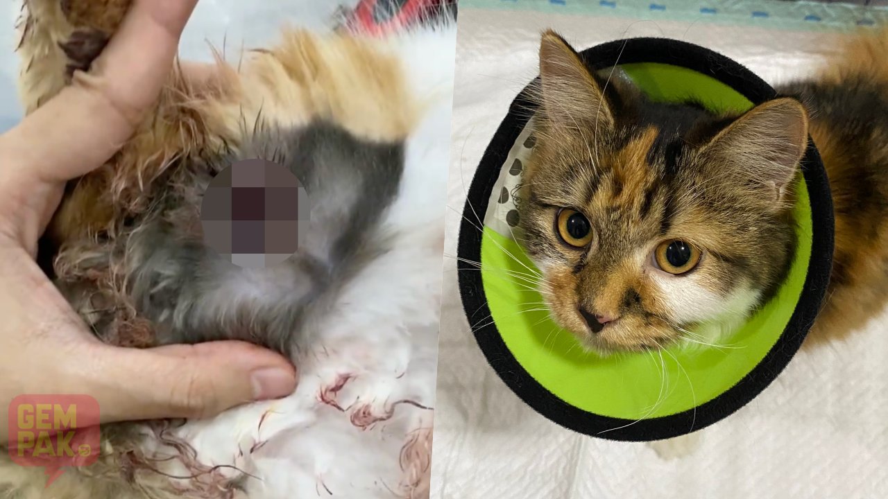 astro-gempak-kucing-ditembak.jpg