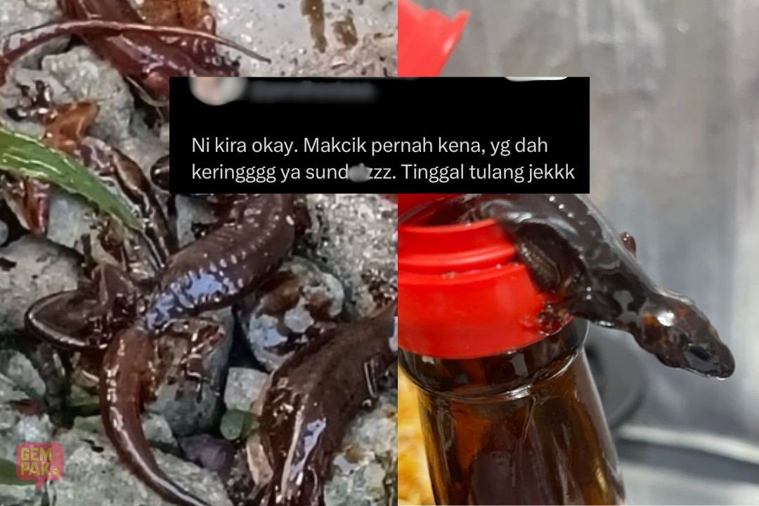 cicak.png