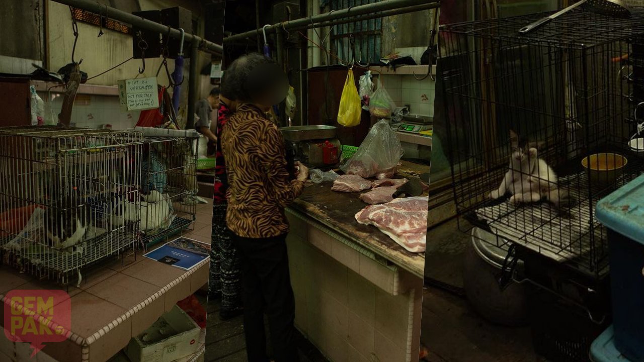 daging-kucing.jpg