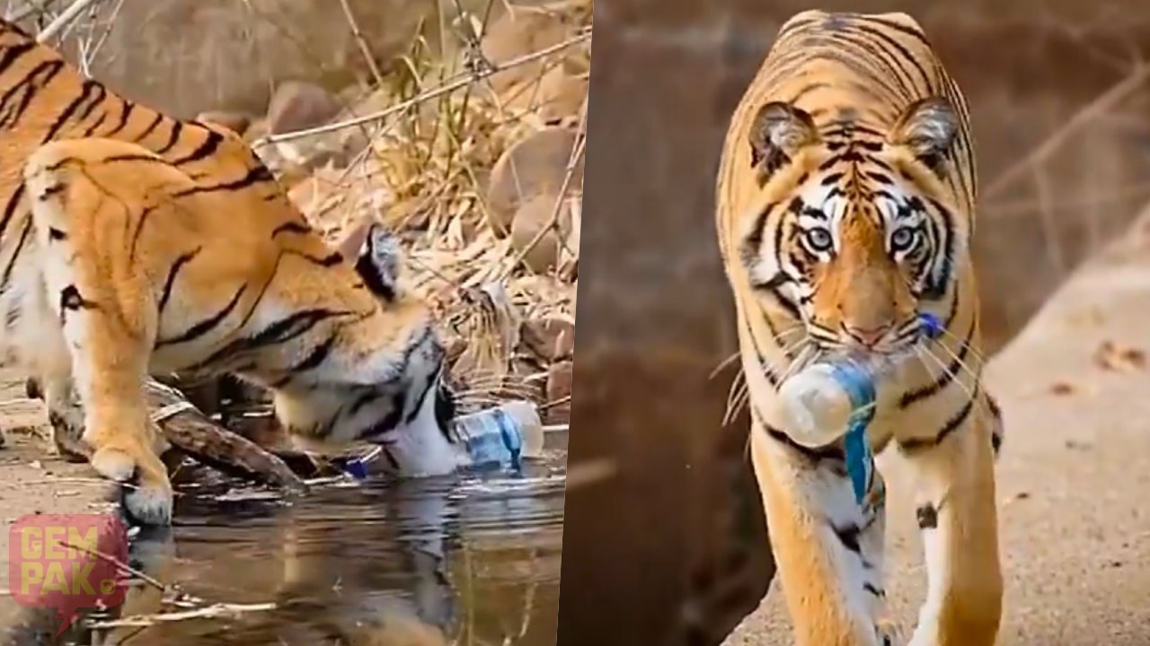 harimau-botol.jpg