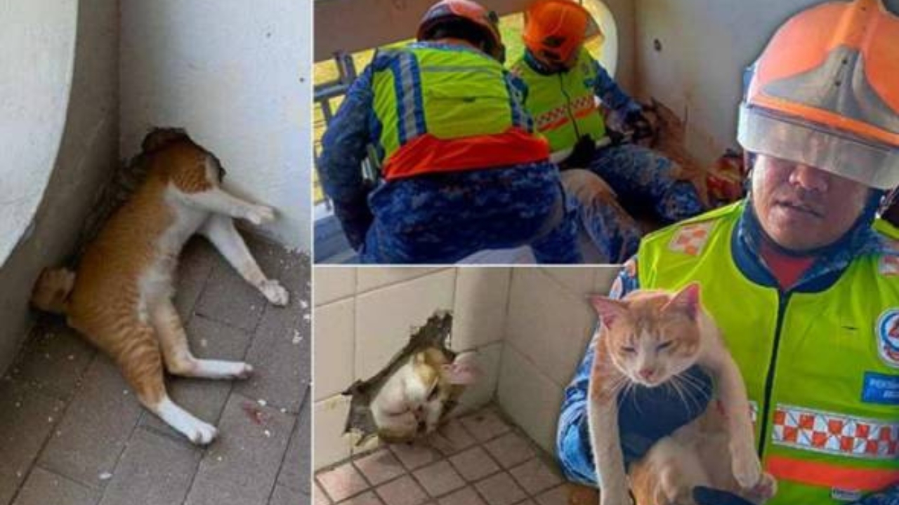 oyen.jpg