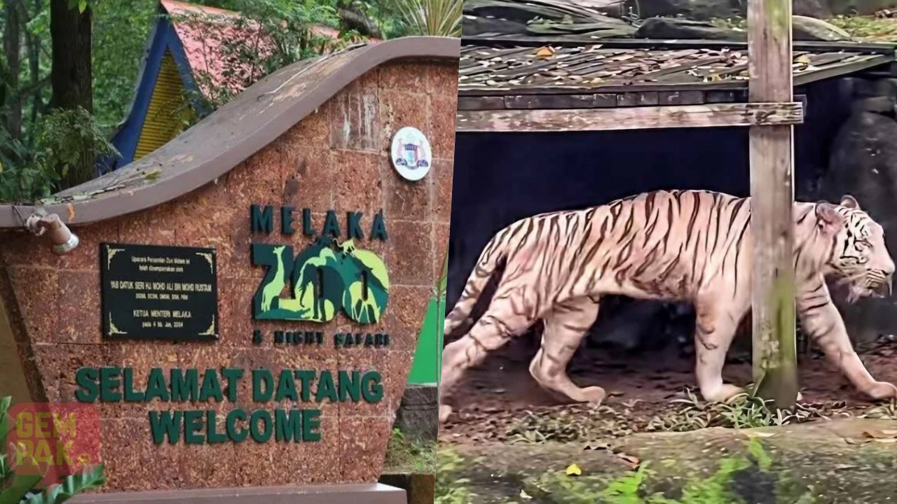 harimau-zoo-melaka-kurus.jpg