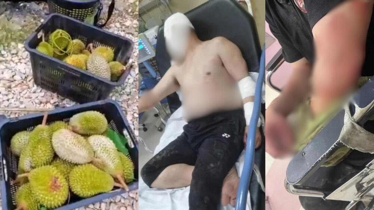 astro_gempak_curi_musang_king.jpg
